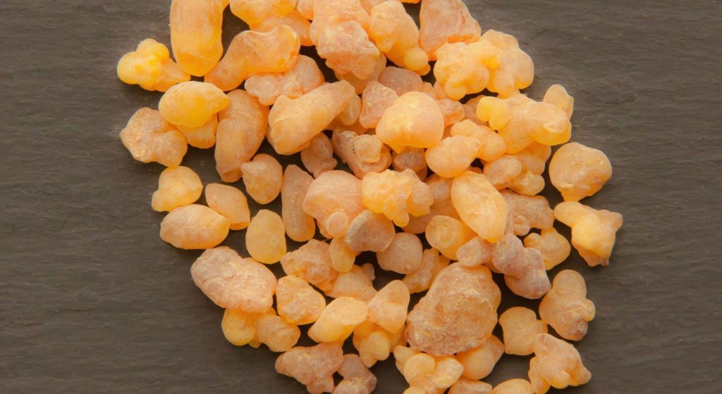 Boswellia-sacra-Baum als Symbolbild für Weihrauchharz